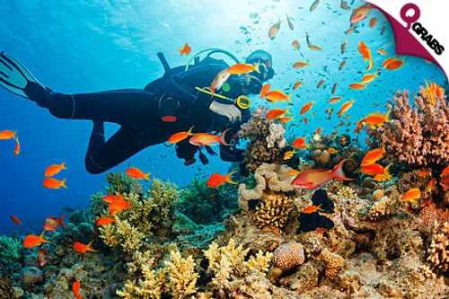 From QR200 Feel the Ocean with Various Types of Scuba Diving Courses & Activities! (Up to QR2000 Value)